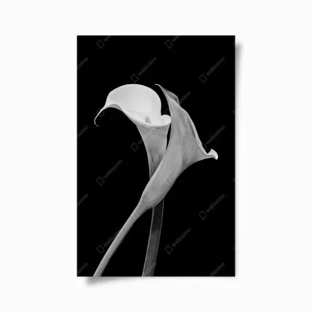 Poster eleganza di calla in bianco e nero • Wallissimo®