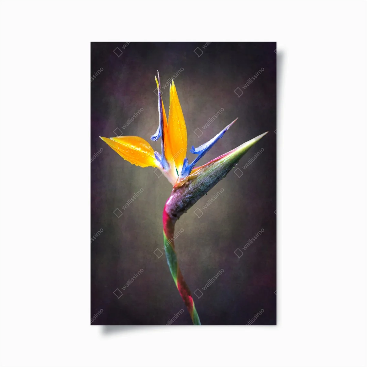 Poster strelitzia in primo piano: eleganza tropicale • Wallissimo® Poster strelitzia in primo piano: eleganza tropicale • Wallissimo®