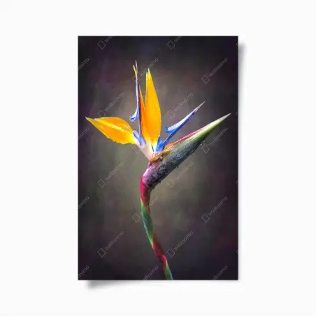 Poster strelitzia in primo piano: eleganza tropicale • Wallissimo®
