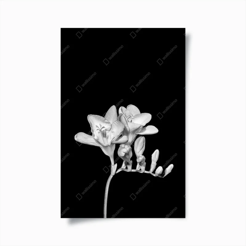 Poster fresia monocromatica elegante su sfondo nero