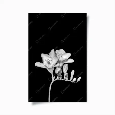 Poster fresia monocromatica elegante su sfondo nero • Wallissimo®
