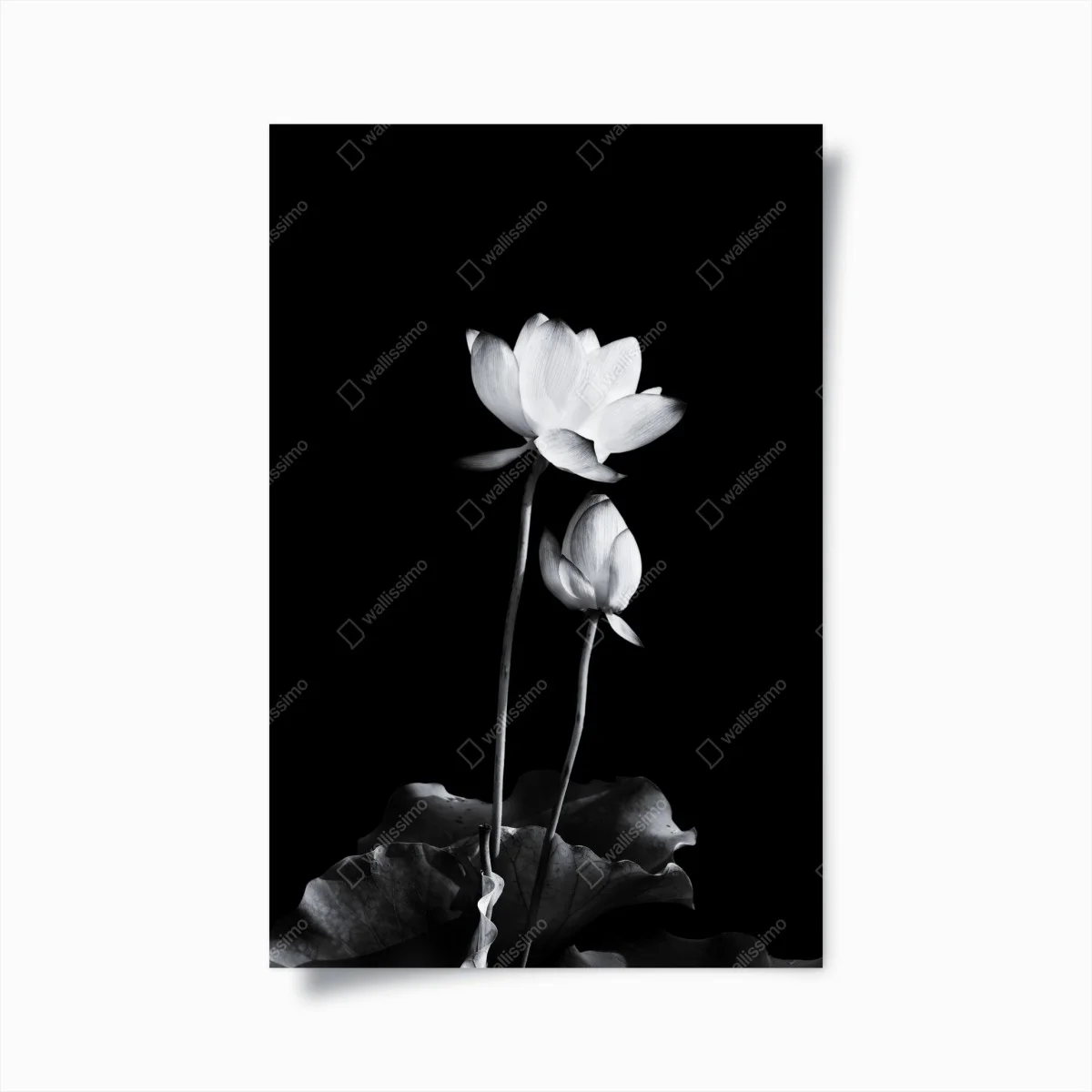 Poster fiore di loto minimalista in bianco e nero • Wallissimo® Poster fiore di loto minimalista in bianco e nero • Wallissimo®