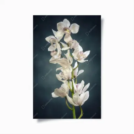 Poster ramo di orchidee bianche su sfondo scuro • Wallissimo®