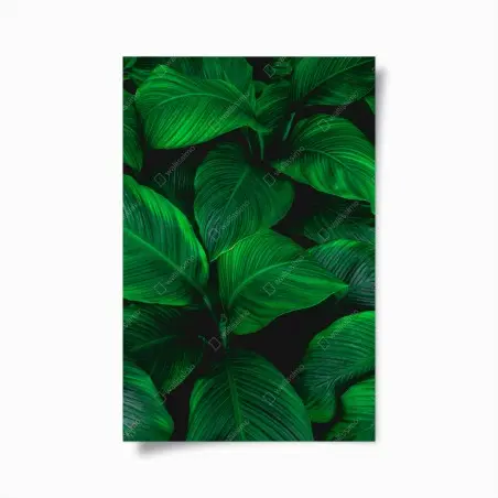 Poster oasi verde: foglie tropicali in primo piano • Wallissimo®