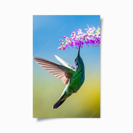 Poster colibrì smeraldo in volo tra fiori viola • Wallissimo®