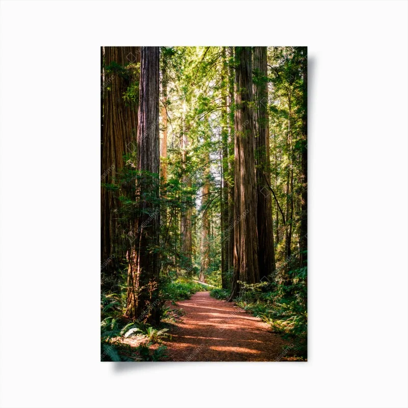 Poster sentiero tra le sequoie maestose