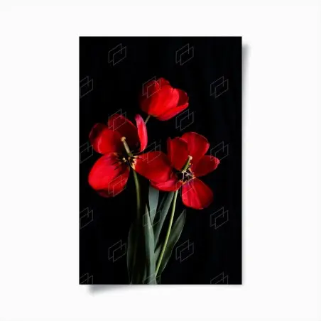 Poster tulipani rossi su sfondo nero • Wallissimo®