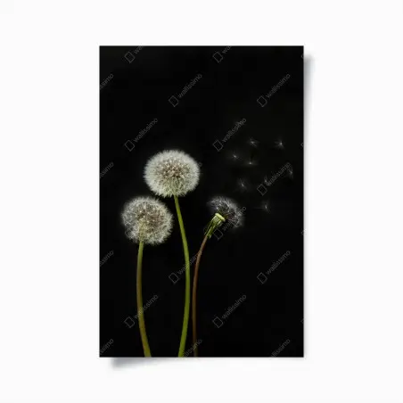 Poster soffioni sospesi su sfondo nero • Wallissimo®