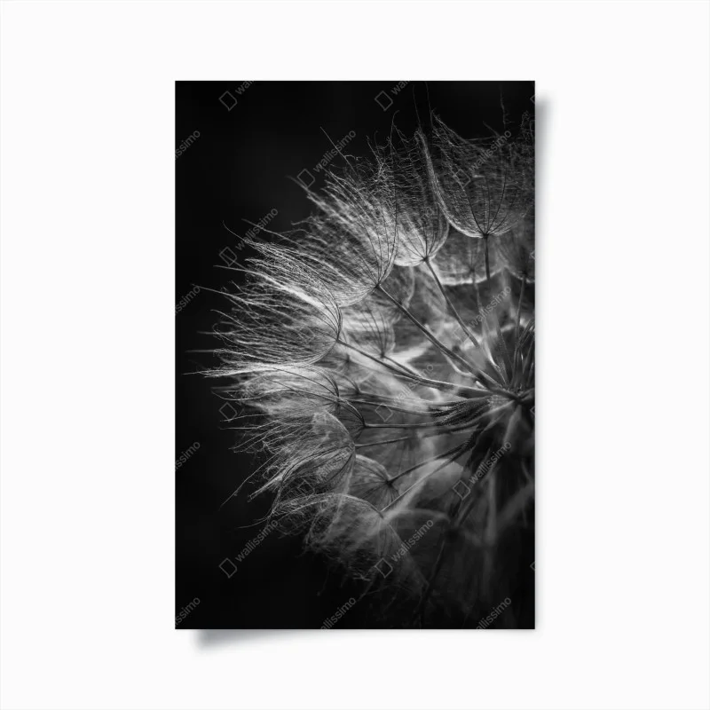 Poster soffione in bianco e nero: dettaglio botanico elegante