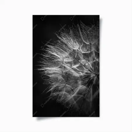 Poster soffione in bianco e nero: dettaglio botanico elegante • Wallissimo®