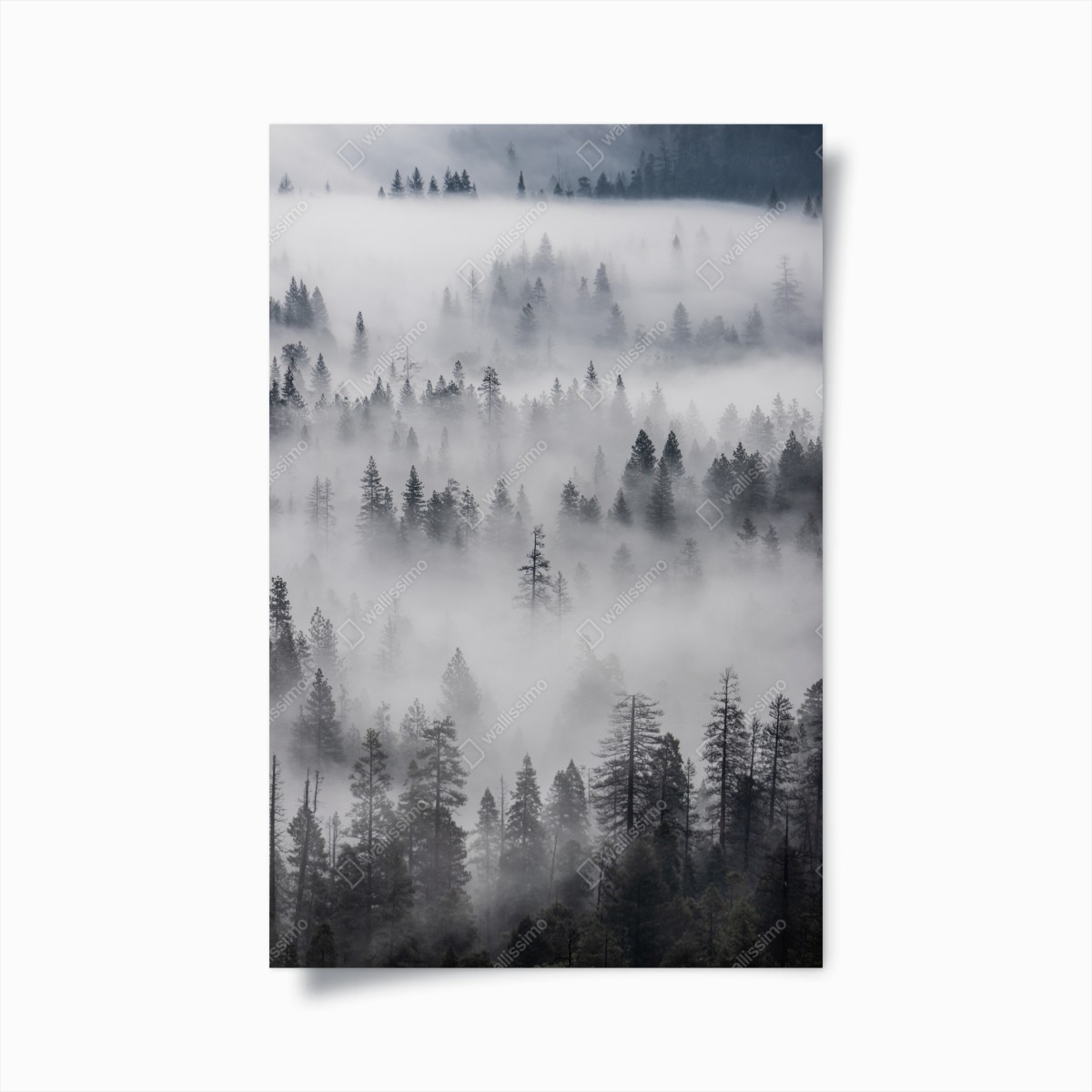 Poster foresta avvolta nella nebbia • Wallissimo®