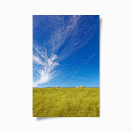 Poster collina di pecore sotto un cielo infinito • Wallissimo®