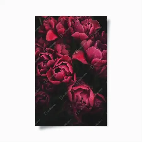 Poster tulipani rubino con gocce di rugiada • Wallissimo®
