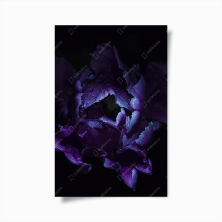 Poster tulipano viola in luce ultravioletta • Wallissimo®