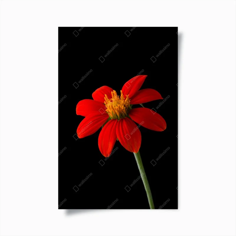 Poster girasole messicano su sfondo nero • Wallissimo® Poster girasole messicano su sfondo nero • Wallissimo®