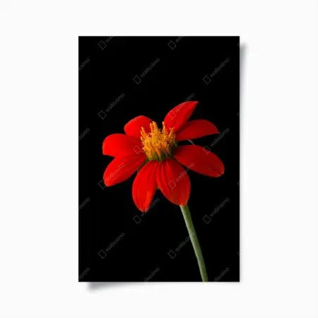 Poster girasole messicano su sfondo nero • Wallissimo®