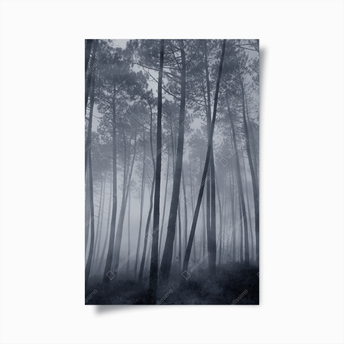 Poster foresta di pini nella nebbia notturna • Wallissimo®