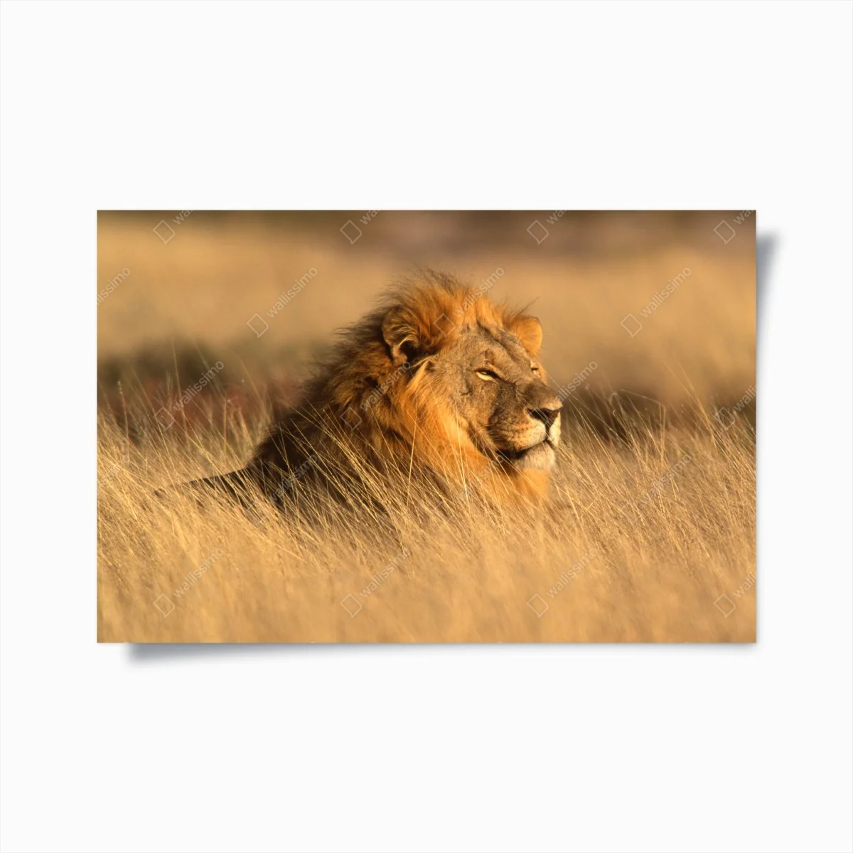 Poster maestoso leone nella savana dorata • Wallissimo® Poster maestoso leone nella savana dorata • Wallissimo®