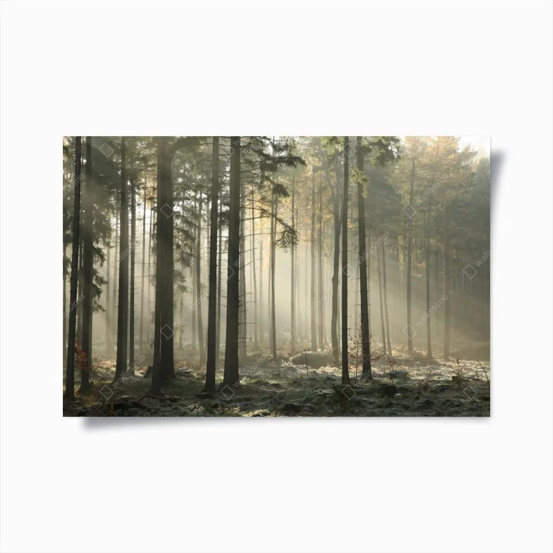 Poster foresta nebbiosa al mattino • Wallissimo®