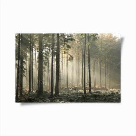 Poster foresta nebbiosa al mattino • Wallissimo®