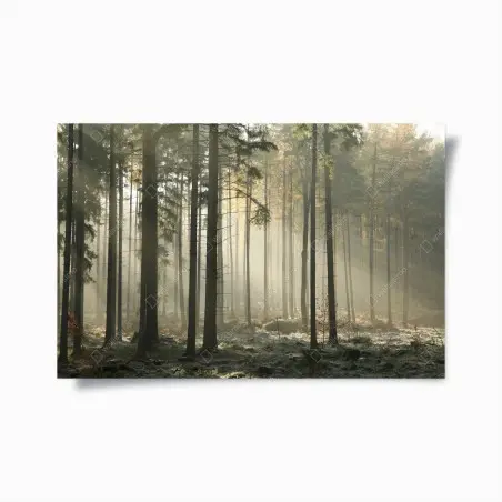 Poster foresta nebbiosa al mattino • Wallissimo®
