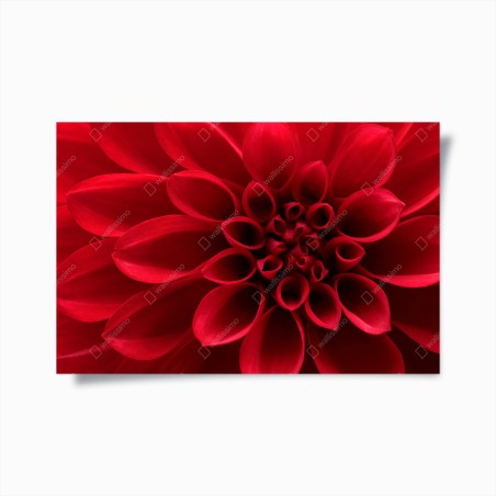 Poster dalia rossa in primo piano • Wallissimo®