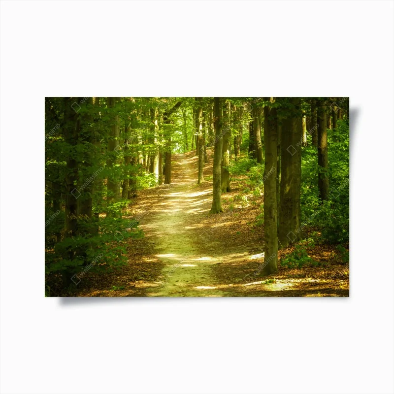 Poster sentiero tra gli alberi verdi