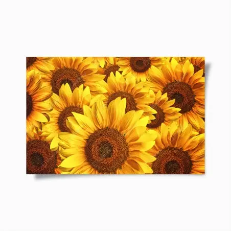 Poster esplosione di girasoli dorati • Wallissimo®