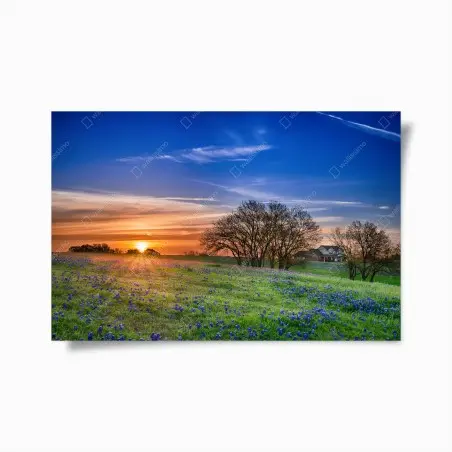 Poster alba in Texas tra i bluebonnet • Wallissimo®