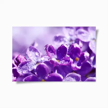 Poster fiori di lillà in rugiada • Wallissimo®