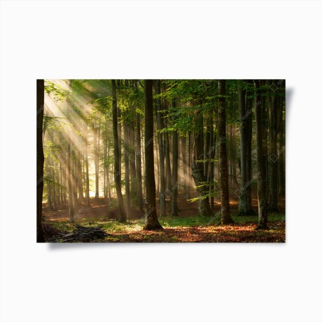 Poster foresta al mattino con raggi di luce • Wallissimo®