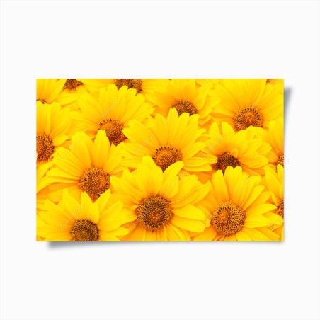 Poster esplosione di girasoli luminosi • Wallissimo®