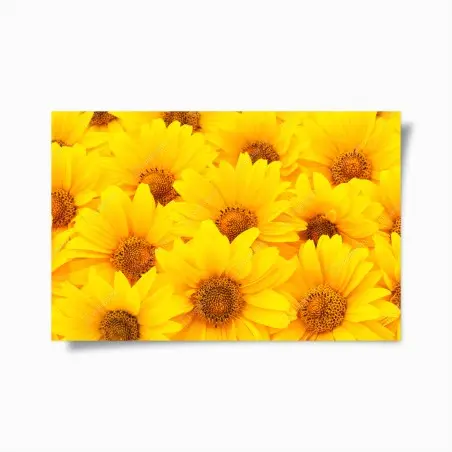 Poster esplosione di girasoli luminosi • Wallissimo®