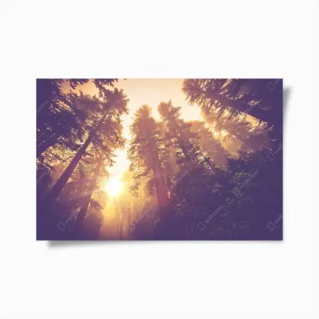 Poster foresta incantata al chiarore dorato • Wallissimo®