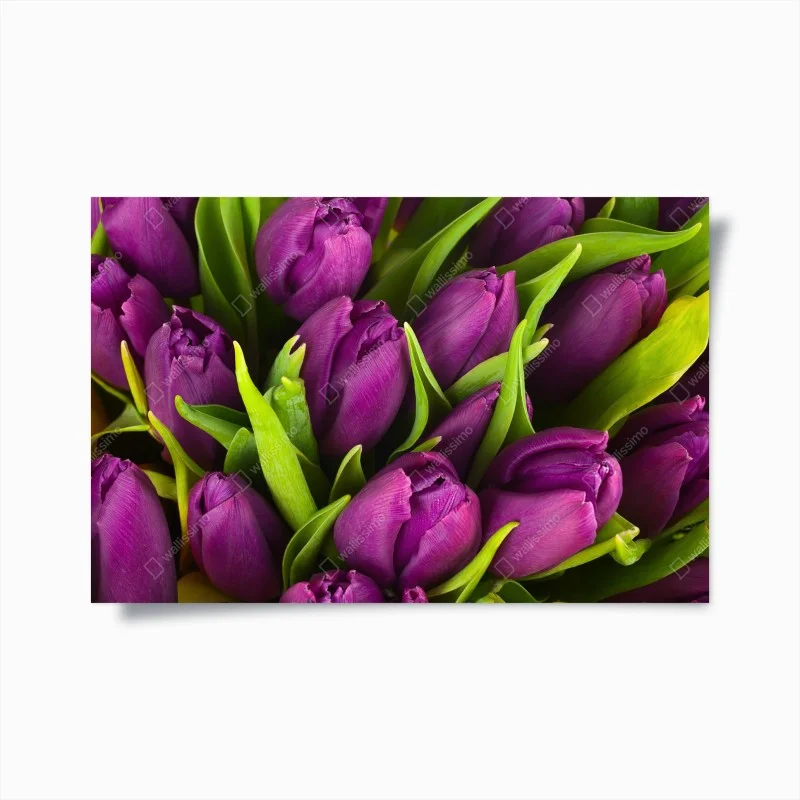 Poster bouquet di tulipani viola in primo piano