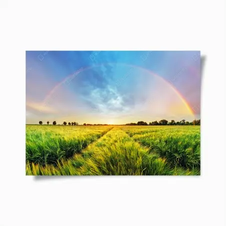 Poster campo di grano sotto un arcobaleno al tramonto • Wallissimo®