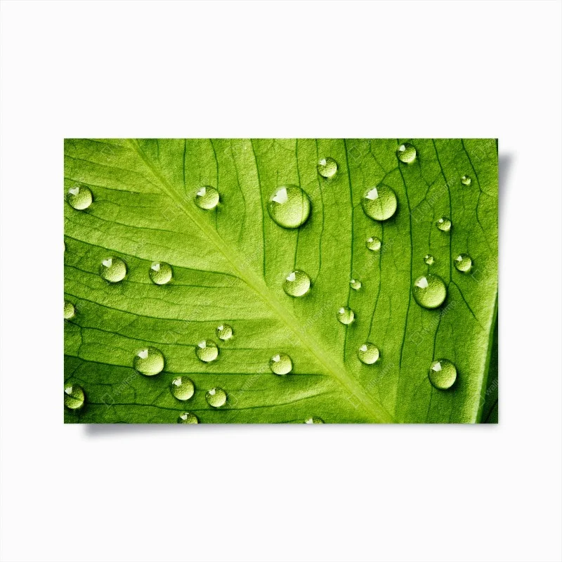 Poster foglia verde con gocce d'acqua