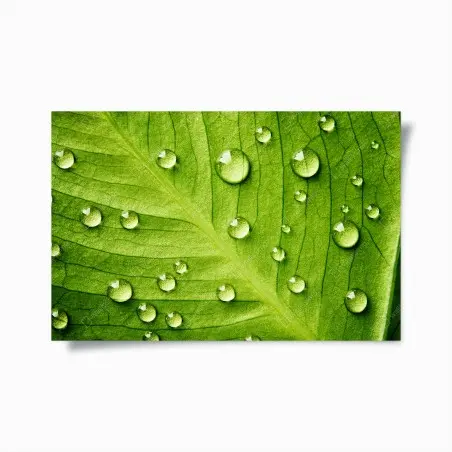Poster foglia verde con gocce d'acqua • Wallissimo®