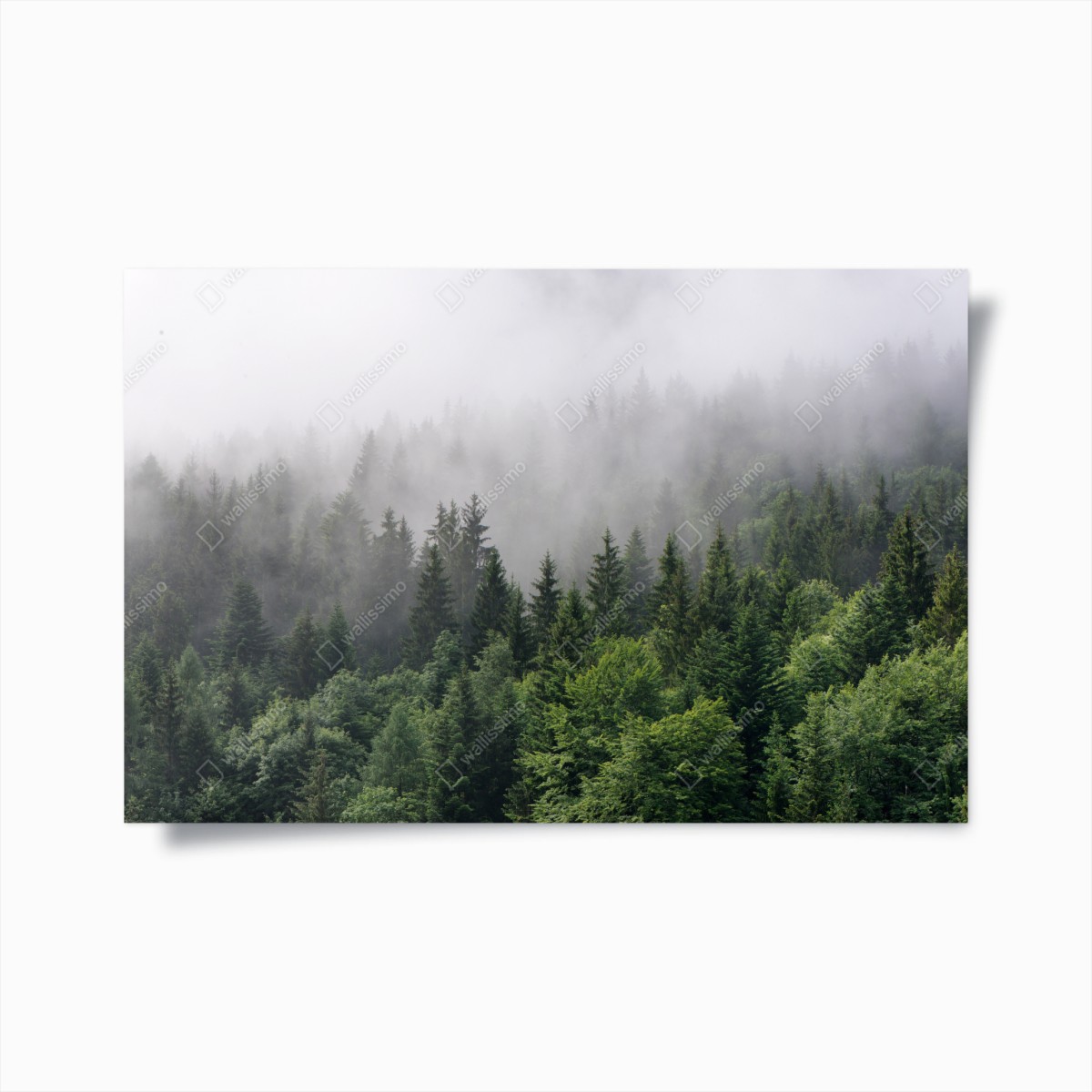 Poster sussurro di nebbia nella foresta • Wallissimo®