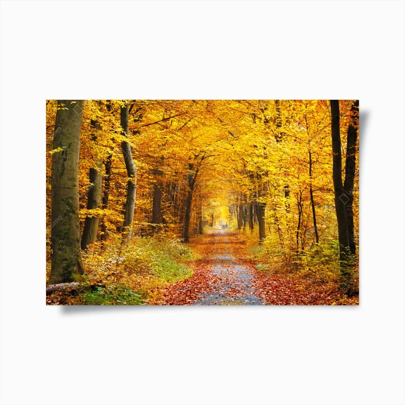 Poster sentiero autunnale tra gli alberi dorati