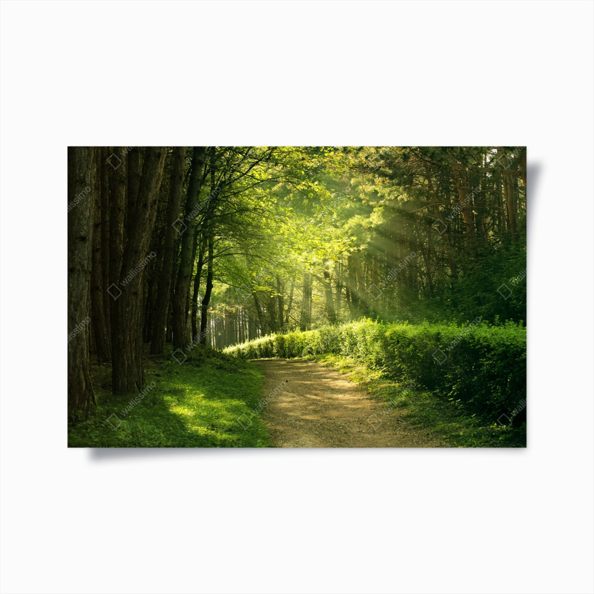 Poster sentiero illuminato nella foresta estiva • Wallissimo®