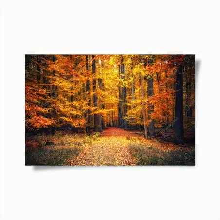 Poster sentiero nel bosco autunnale dorato • Wallissimo®