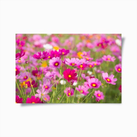 Poster campo di cosmee rosa • Wallissimo®