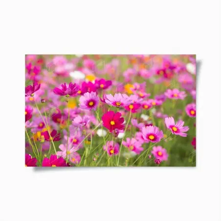Poster campo di cosmee rosa • Wallissimo®
