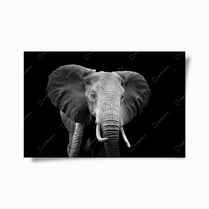 Poster maestoso elefante su sfondo nero