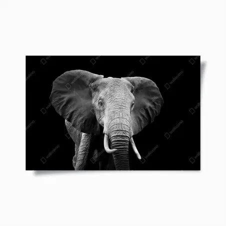 Poster maestoso elefante su sfondo nero • Wallissimo®