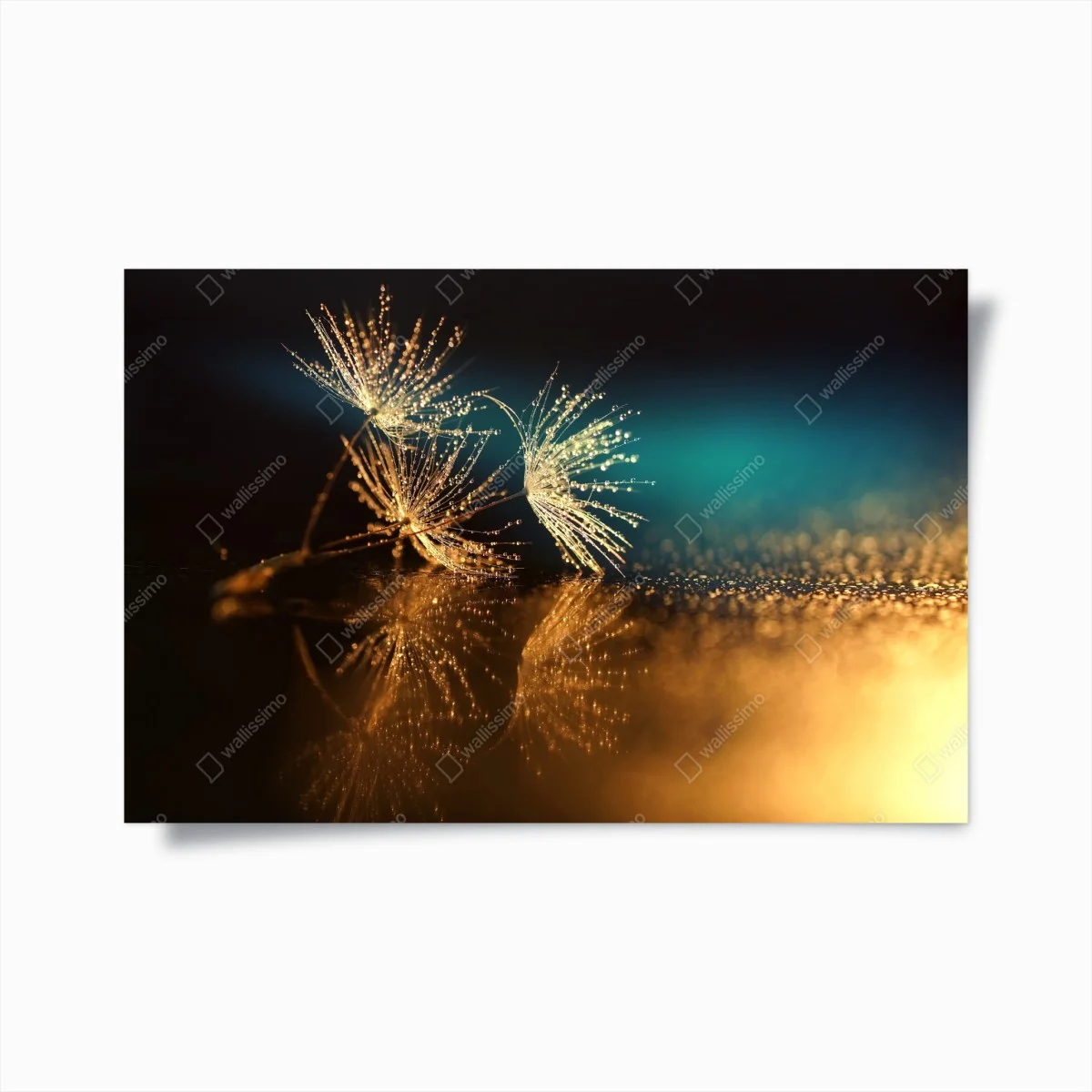 Poster riflessi dorati di soffioni • Wallissimo® Poster riflessi dorati di soffioni • Wallissimo®