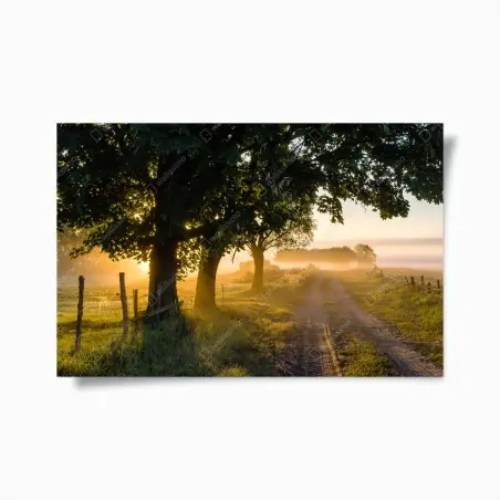 Poster alba dorata sul sentiero di campagna • Wallissimo®