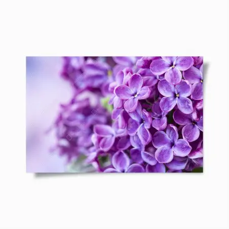 Poster lillà viola in primo piano • Wallissimo®