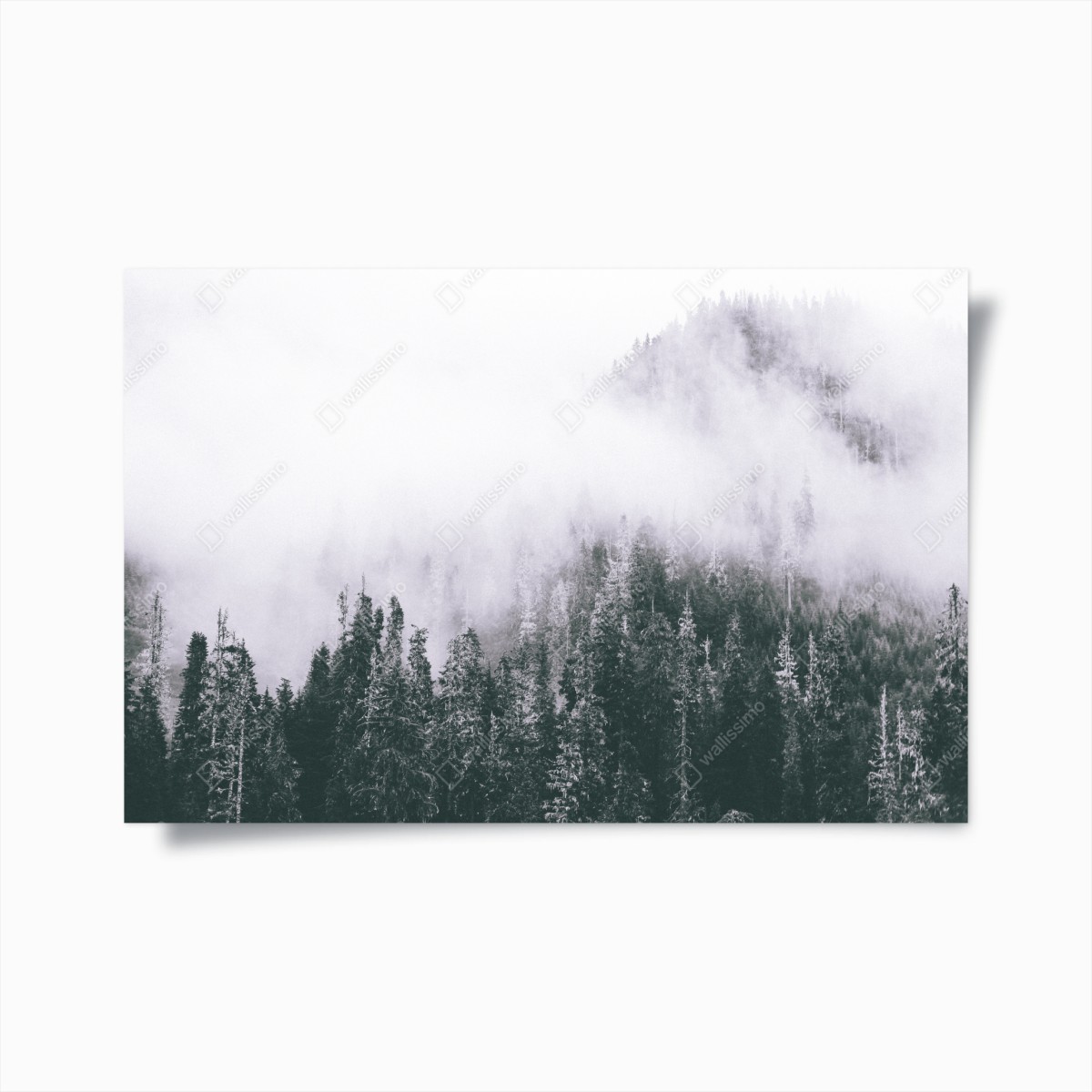 Poster bosco avvolto nella nebbia • Wallissimo®